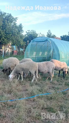 2 овце за продан