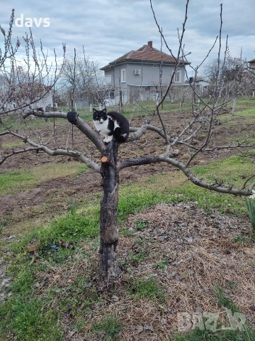 Травмирана котка остава на улицата, снимка 10 - Други - 55102605