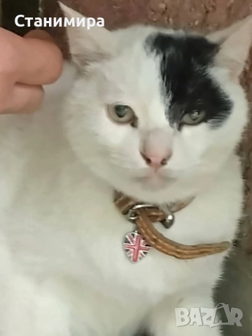 Намерено котенце, снимка 2 - Други - 54418984