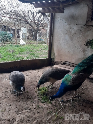 Пауни , снимка 2 - други­ - 54055436