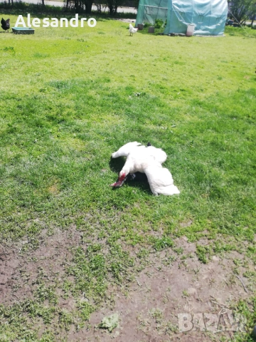 Неми турски мускусни патета, снимка 3 - Патици и гъски - 54342947