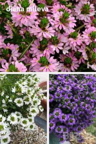 Скаевола - лилава, бяла и розова!!