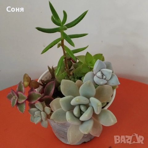 Сукуленти микс, вкоренени, снимка 3 - Стайни растения - 54008965