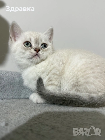 Колор пойнт котета , снимка 2 - Британска късокосместа - 54149422