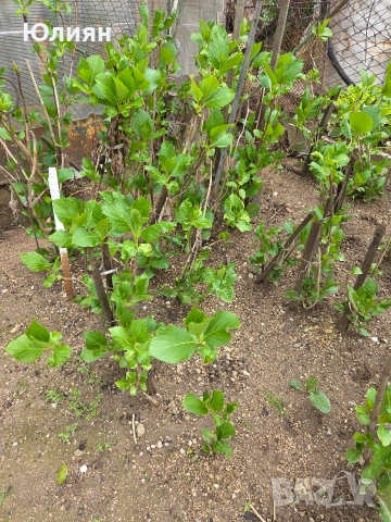 Хортензия , розова , снимка 12 - Разсади - 53745083