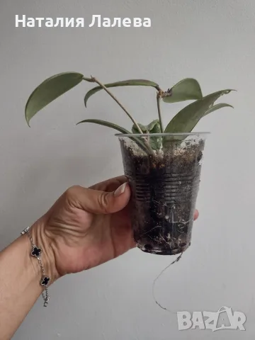 Хоя, hoya wibergiae, снимка 4 - Стайни растения - 55440947