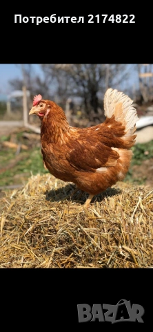 Снасящи Кокошки носачки ломан Браун