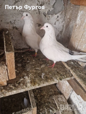 Продавам   чифт     бемкалии, снимка 4 - Гълъби - 54424050