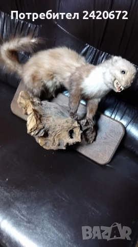 препарирана  бялка, снимка 5 - Други ценни предмети - 52966252