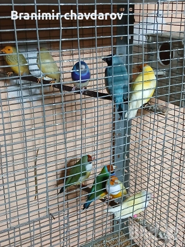 продавам гулдови папагалови и други амадини, снимка 6 - Амадини - 53966909