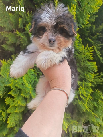 Бивер Йоркширски териер, снимка 9 - Други - 54296398