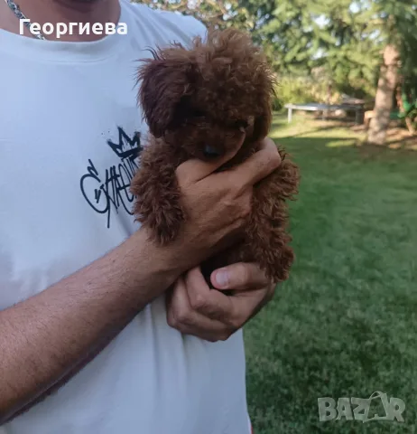 Пудел той/poodle toy , снимка 4 - Пудели - 55531735
