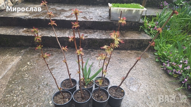 Продавам декоративен храст Сорбария (Sorbaria), снимка 4 - Градински цветя и растения - 54007351