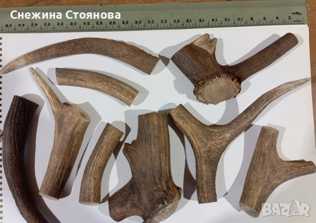 Колекция естествен рог