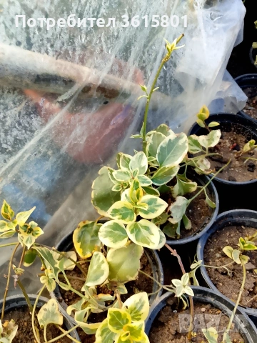 лавровишна , снимка 12 - Градински цветя и растения - 53971651