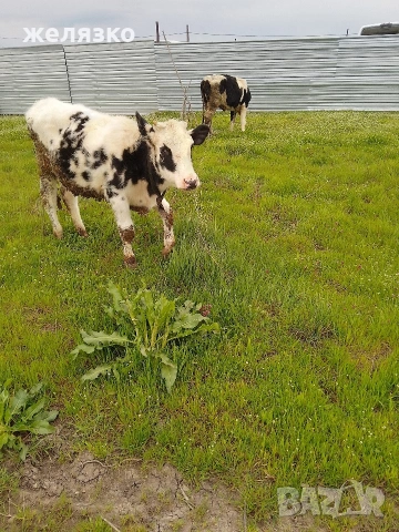 женски телета 