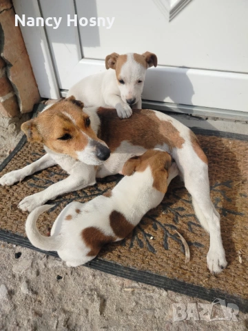 Продавам чистокръвни кучета Джак Ръсел, снимка 3 - Джак ръсел териер - 54261631