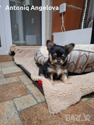 момченце чихуа , снимка 2 - Чихуахуа - 54017955