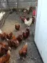 Млади Кокошки носачки, снимка 4