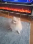 Куче Бял Померан , снимка 1