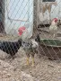продавам млади петли , снимка 2