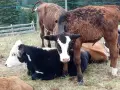отбити телета различна възраст , снимка 2