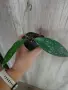 Хоя Pubicalyx Red Buton, снимка 3
