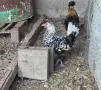 Кокошки Апенцелер , снимка 3