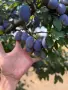 Продава сливи Стенлей за ракия
, снимка 1