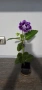 Каменно цвете, глоксиния, Gloxinia, снимка 3