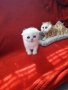 Супер Цена .Елитни Котенца, снимка 4