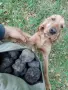 Свободни 2 мъжки 1 женска мелези от кокер и хурцхар мелез на 38 дена са от перфектни работещи родит, снимка 10