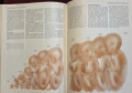 Атлас по анатомия / Atlas of Anatomy, снимка 10