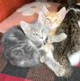 Супер котета!!!, снимка 3