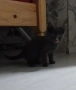 Котката Сиво женски, снимка 3