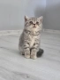 Британски късокосмести котета , снимка 2