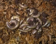 Spirobolus (Tonkinudulanus и Anadenobolus monilicornis, снимка 2