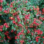 Котонеастър Дамери Мажор, Cotoneaster Dammeri Major, снимка 3