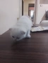 продавам шотландски клепоухи котета мъжки, снимка 3
