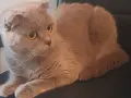Шотланска клепоуха на 3 години женска не кастрирана, снимка 1