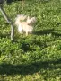 Чистокръвни кученца Чихуахуа , снимка 1
