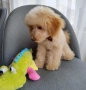Мини пудел момченце , снимка 3