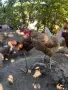 Продавам кокошки носачки, снимка 1