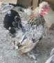 Продавам Чифтове Бреговски Джинки , снимка 7