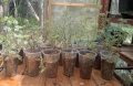 Сладък пелин Artemisia Annua, снимка 1