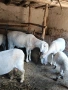 Продавам коч за разплод , снимка 2