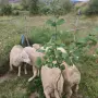 Продавам овце Ил дьо франс, снимка 5