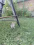 Подарявам котенца , снимка 5