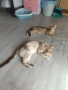Бенгалски котета, снимка 14