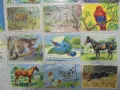 № 8724 Комплект 20 стари малки картички с животни – ретро серия , снимка 4